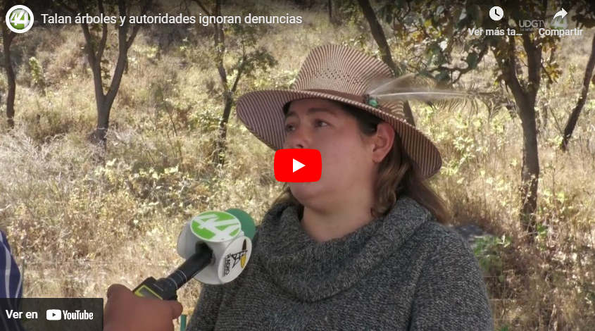 Talan árboles y autoridades ignoran denuncias