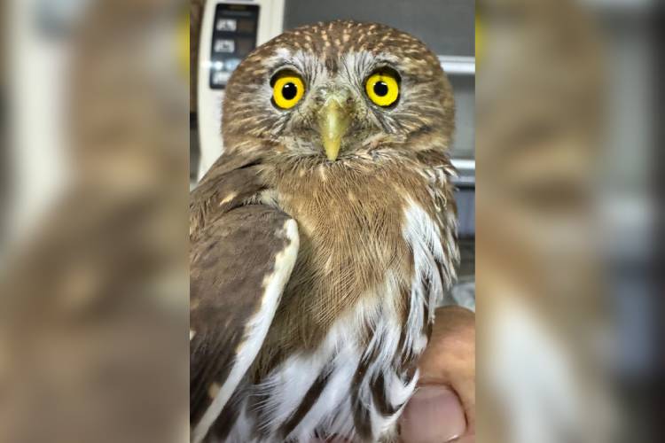Resguardan a búho rescatado en Ahualulco 