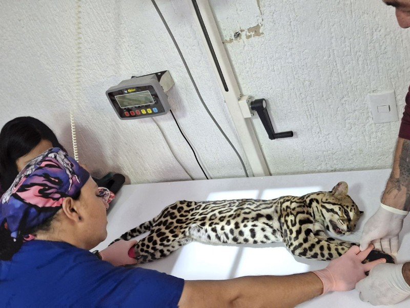 Rescatan y atienden a ocelote atropellado en Mascota