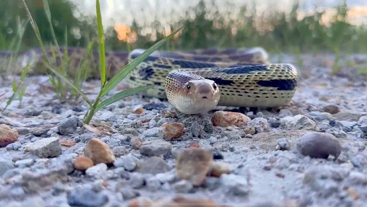 Reubican ejemplares silvestres en zonas seguras de La Primavera
