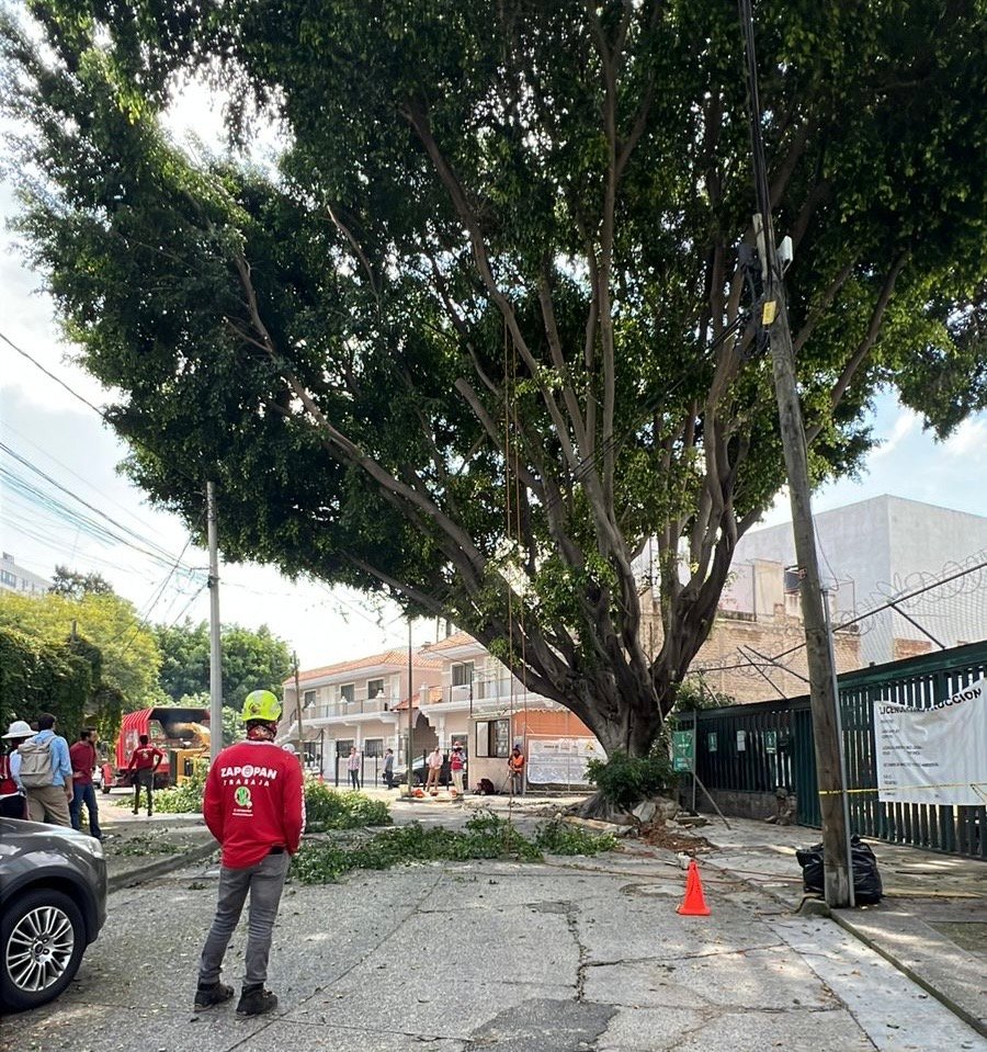 La organización vecinal detiene el derribo de un árbol de 50 años en Santa Irene