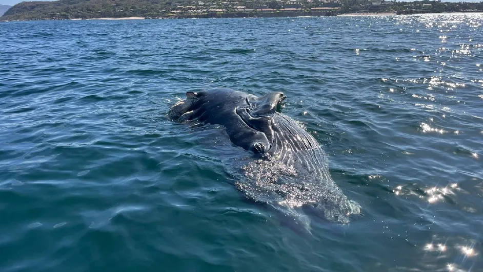 Muere cría de ballena jorobada tras ser arrollada por una lancha entre costas de Nayarit y Jalisco