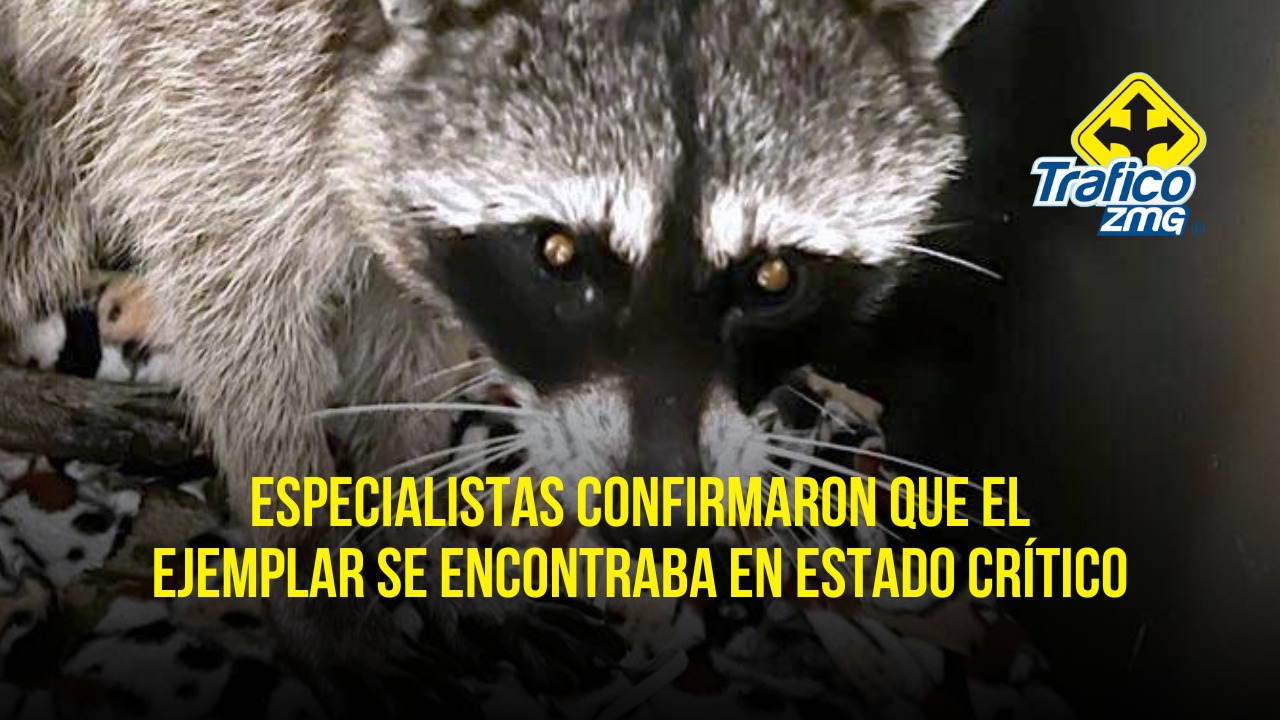 Rescatan a mapache atrapado en pozo de absorción en Tlajomulco