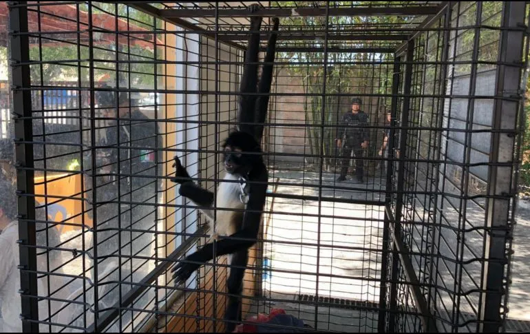 Rescatan a un mono araña en colonia Lago del Sol, Jalostotitlán