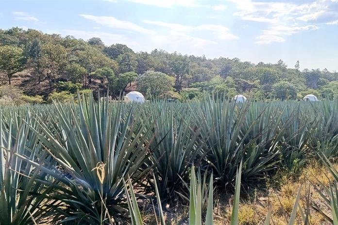 El «paisaje agavero» invade La Primavera; reconocen 700 hectáreas en el bosque