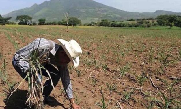 Jalisco prepara apoyos para productores afectados por sequía y granizadas