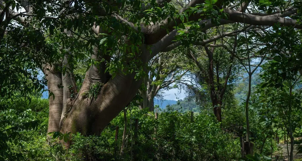 Más de 56 mil hectáreas de la Sierra de Cacoma ya son Área Estatal de Protección Hidrológica 